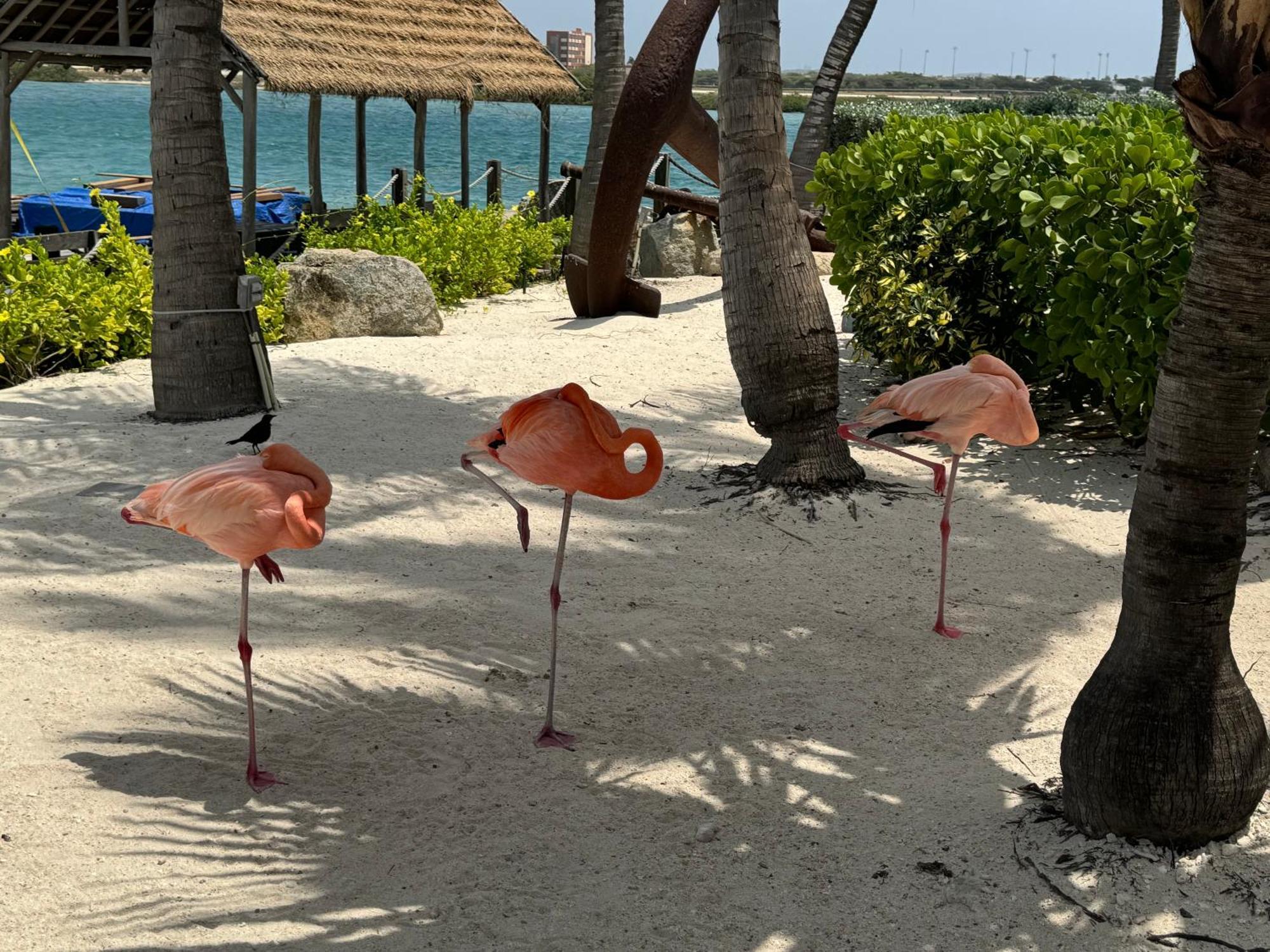 Central Boutique Hotel Oranjestad Kültér fotó